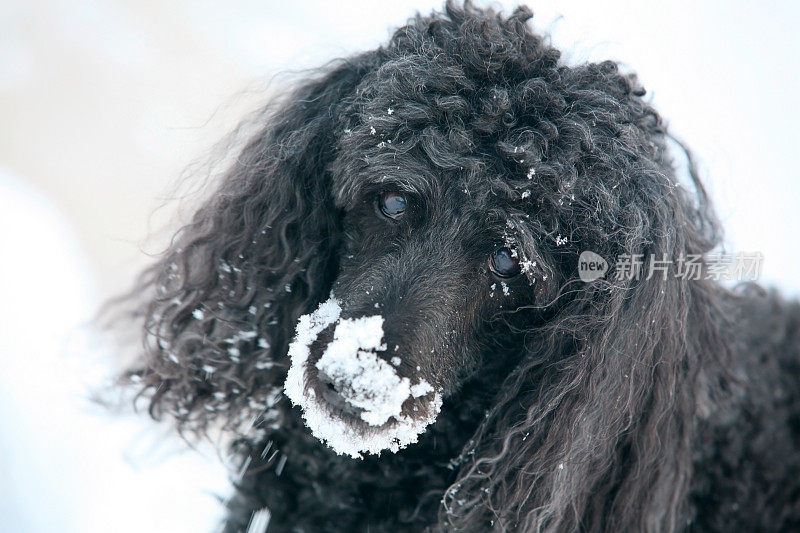 贵宾犬的肖像