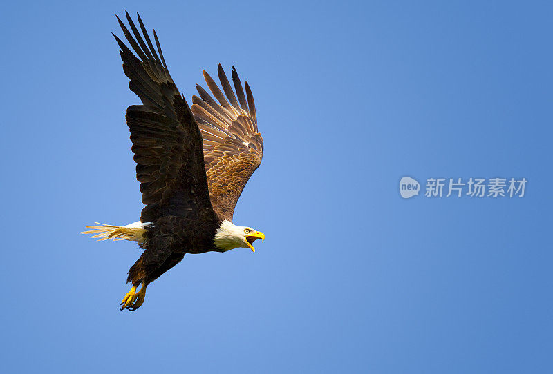 雄鹰在湛蓝的天空飞翔