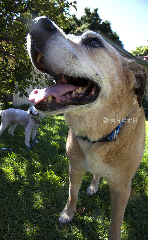 屋外的拉布拉多犬