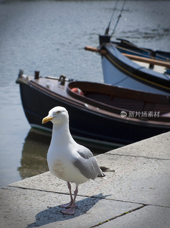 海鸥在港口