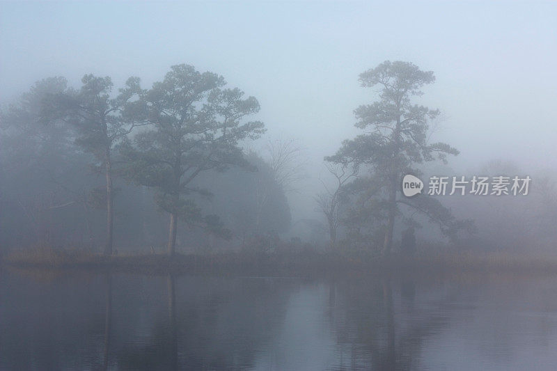 美丽的雾蒙蒙的早晨，树木沿着切萨皮克湾