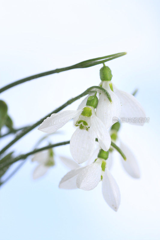 雪花莲