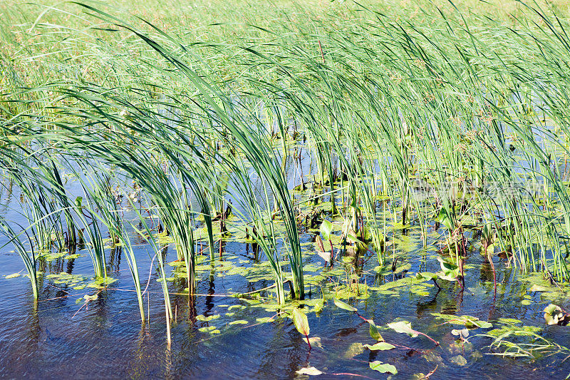 风吹草原湿地