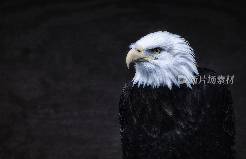 美国白头鹰肖像