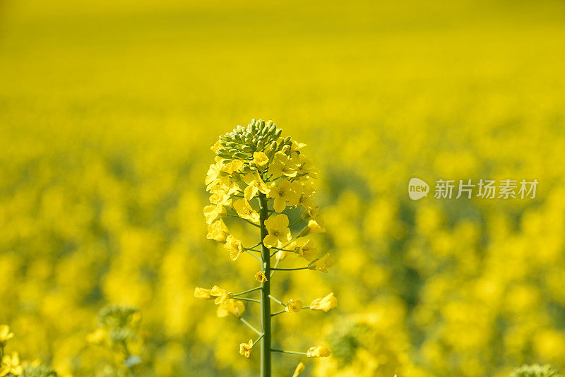 油菜花在田前开花