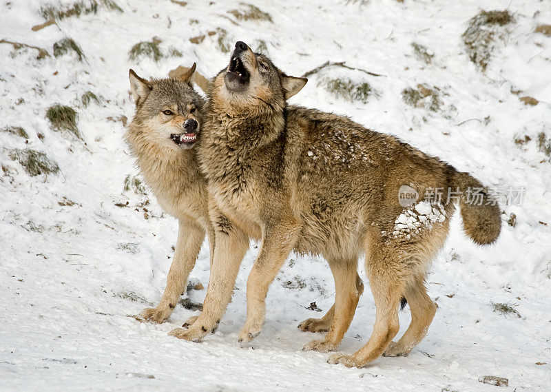 冬天的两只狼