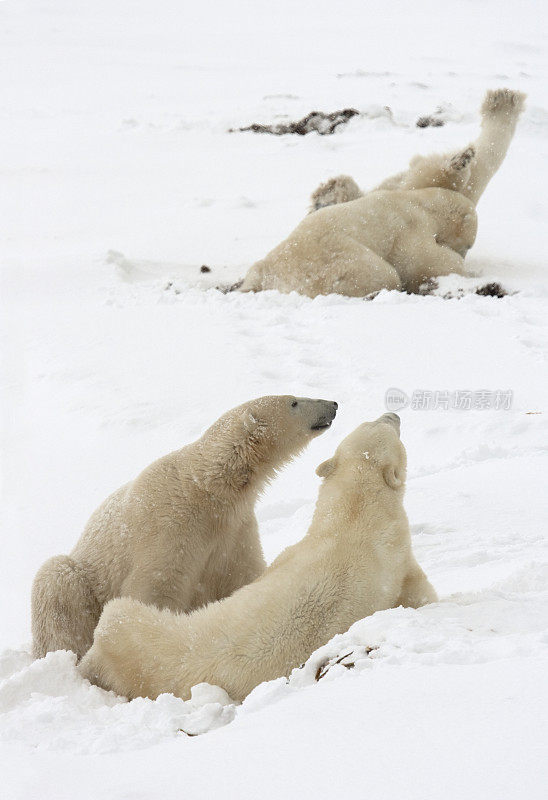 加拿大马尼托巴省哈德逊湾的四只野生北极熊在摔跤