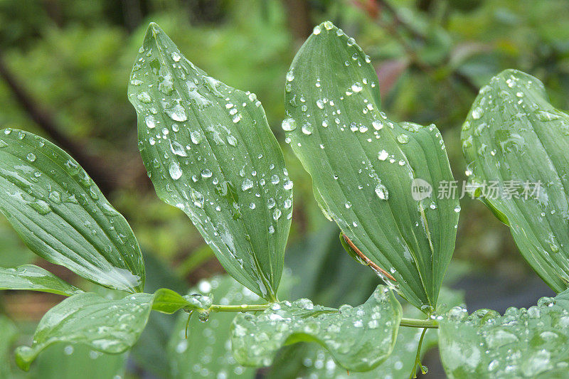 雨后的树叶