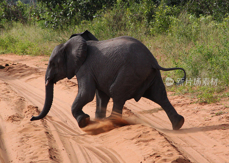 博茨瓦纳:小非洲象在丘比国家公园穿过马路