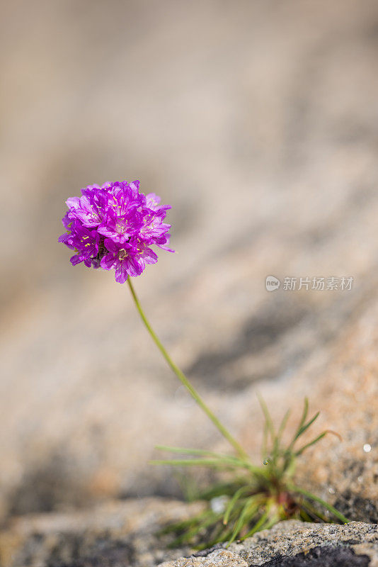 孤独的节俭