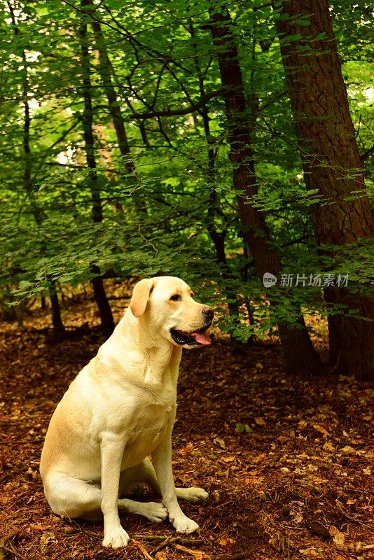 拉布拉多寻回犬