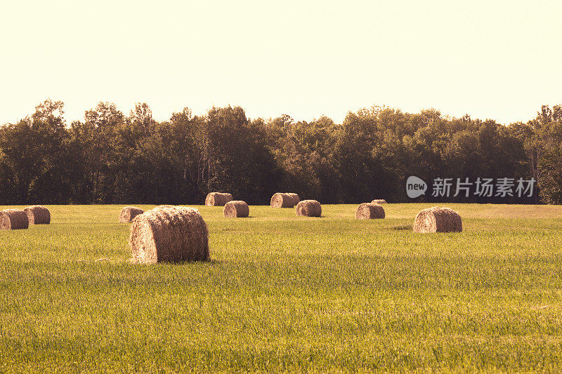 干草地里的圆捆