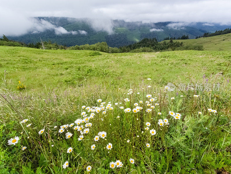 黛西草地