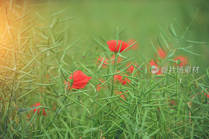 罂粟花田