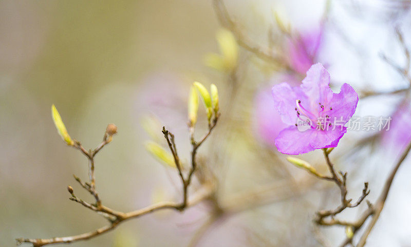 杜鹃花在开花