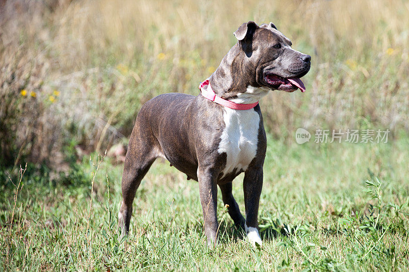 在野外的棕色和白色比特斗牛犬