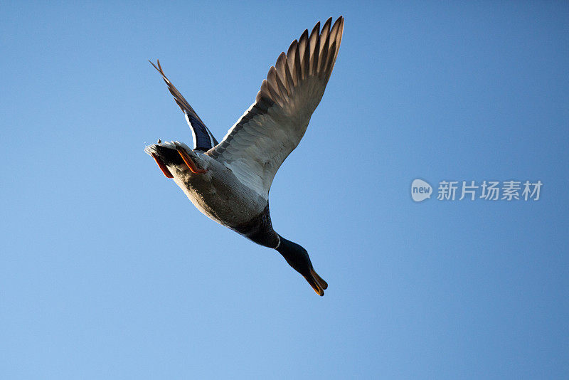 鸭子的鸟