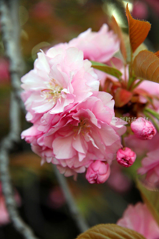 日本樱花