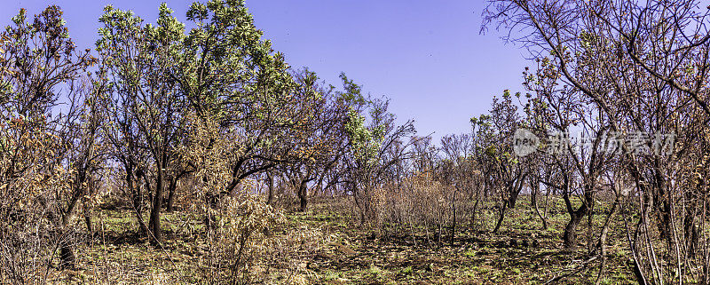 从火灾中恢复植被的Roodepoort