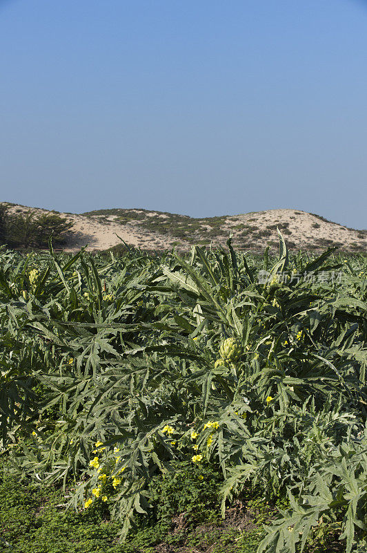 成熟的朝鲜蓟田与沙丘的背景