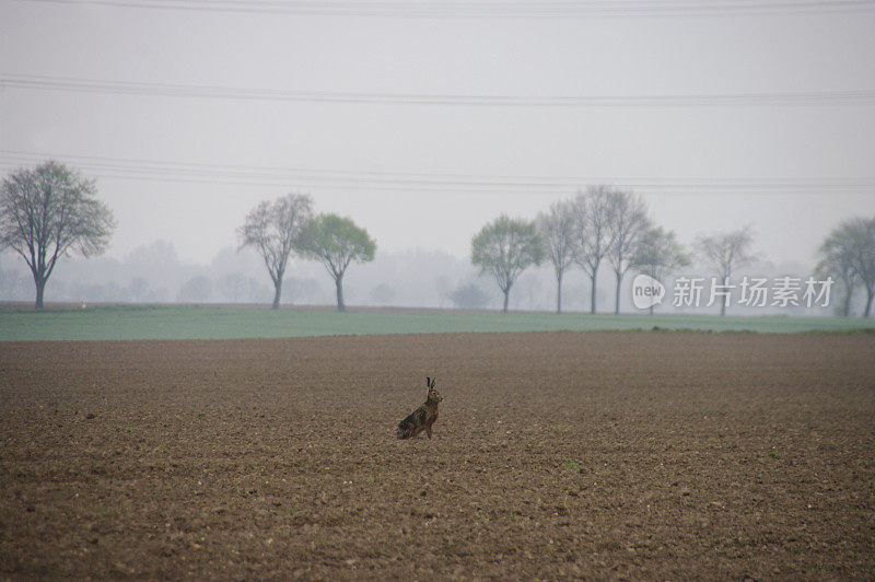 野兔在田野里