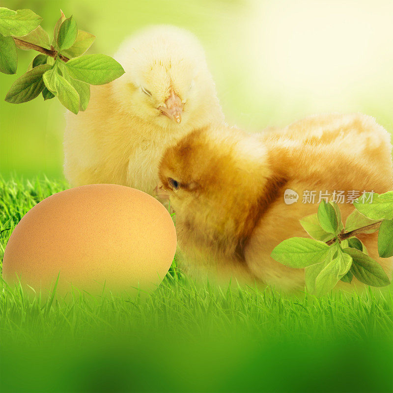 复活节彩蛋和绿草地上的小鸡。