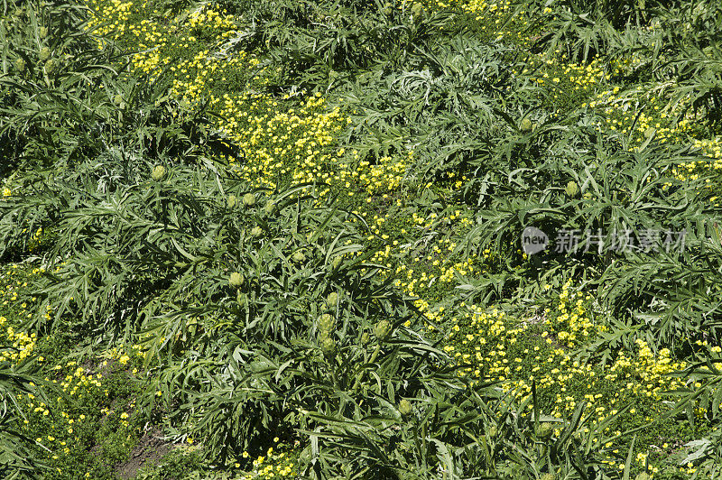 农村农场上成排的成熟洋蓟和芥菜