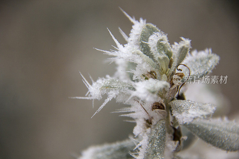 在鼠尾草上形成白霜