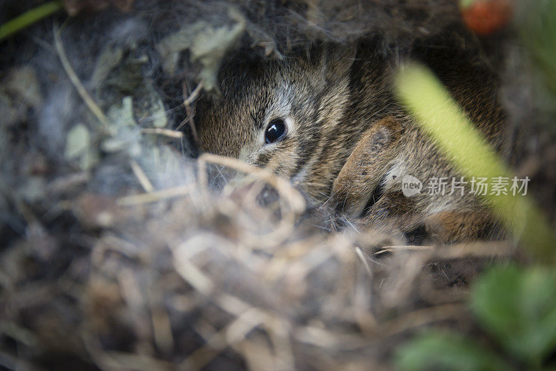 兔子宝宝躲在草莓树下-XXXL