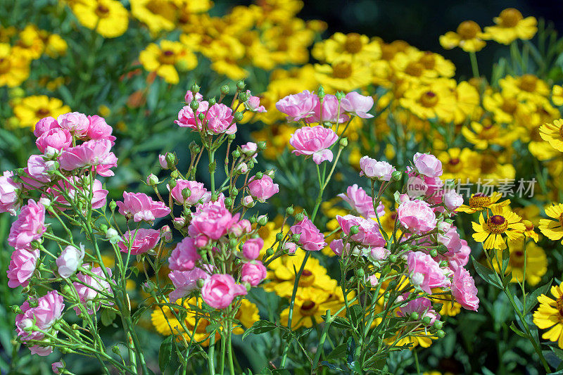 玫瑰和helenium