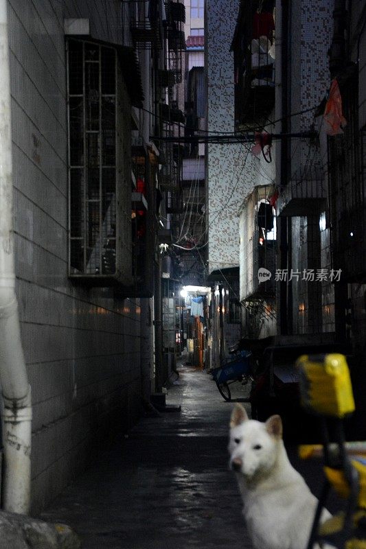 中国珠海一条狭窄黑暗的小巷里的狗