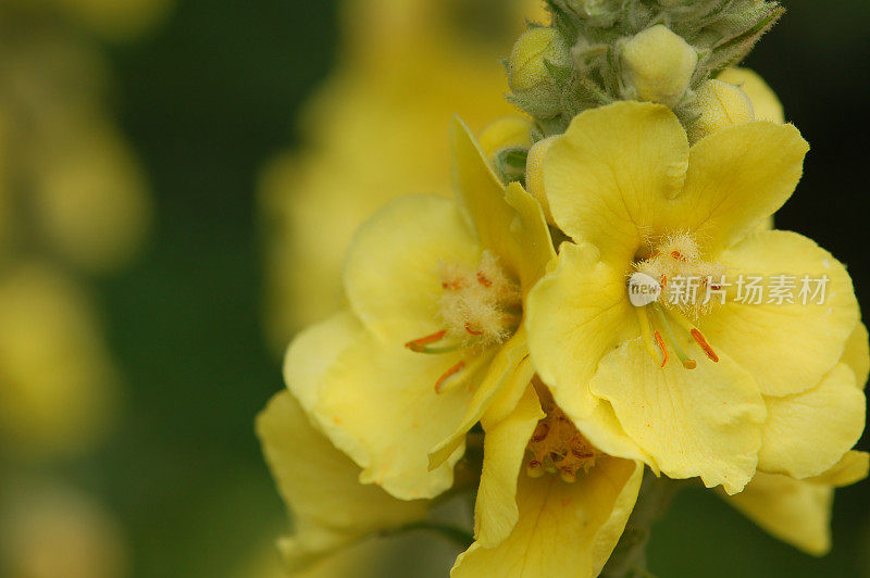 黄色Verbascum