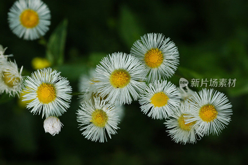 雏菊，飞蓬，飞蓬，花