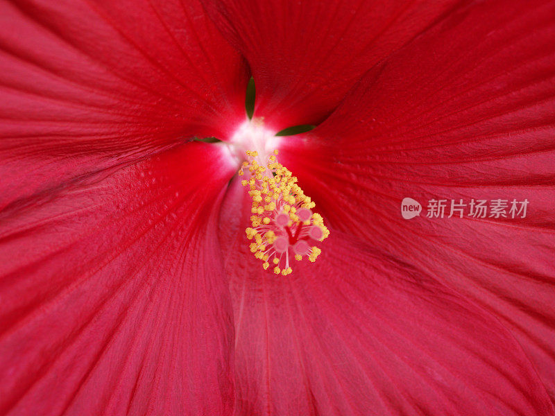 大自然，抽象的红色背景，宏亮的红色木槿