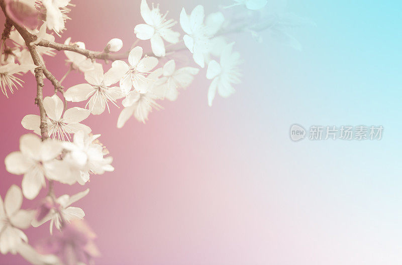 美丽的春天的花朵