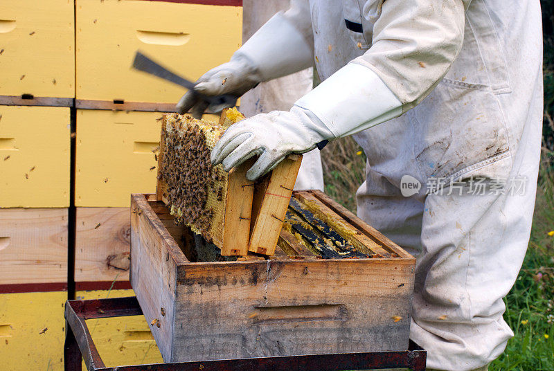 与蜂箱一起工作的养蜂人