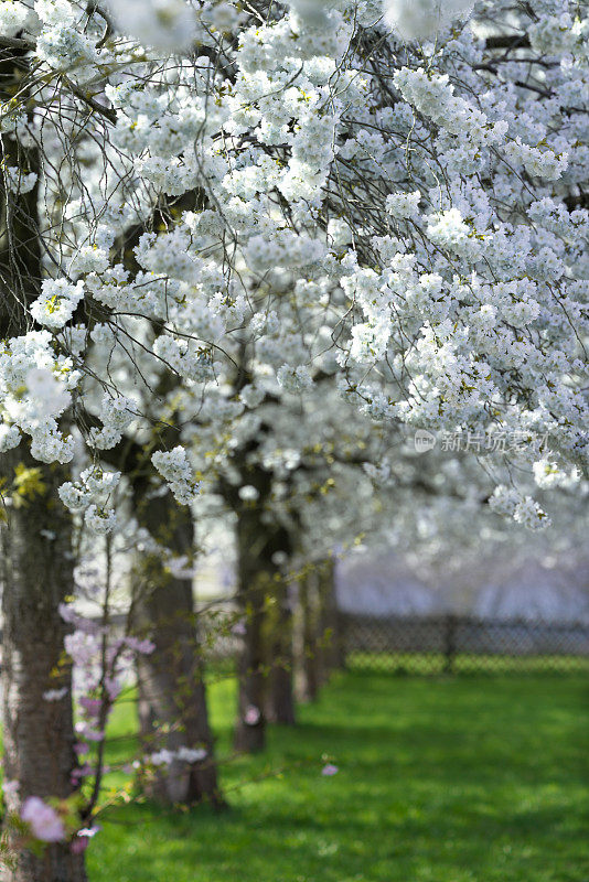 白色的樱花在春天的阳光下绽放