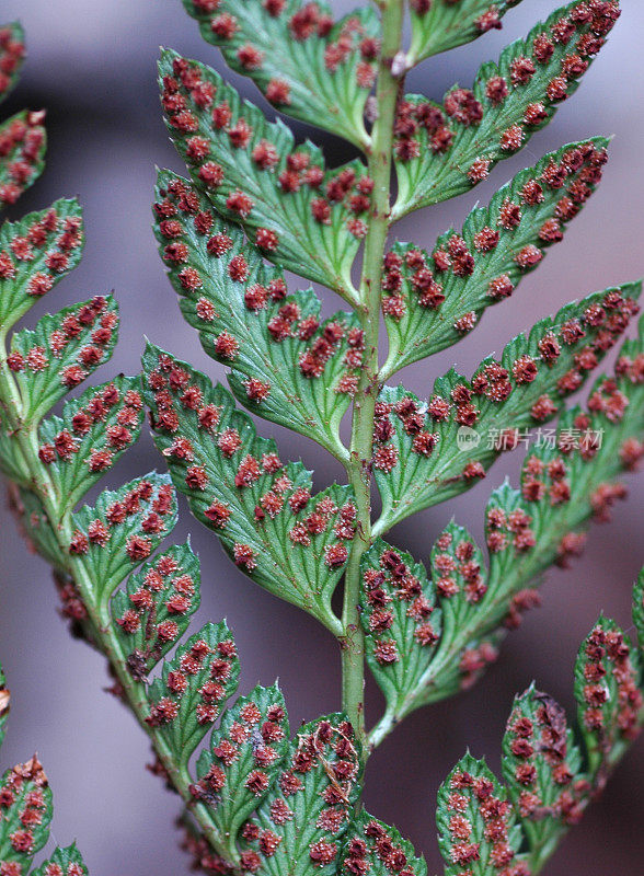 蕨类植物孢子