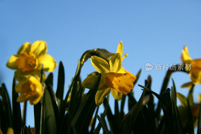 小水仙花和蓝天