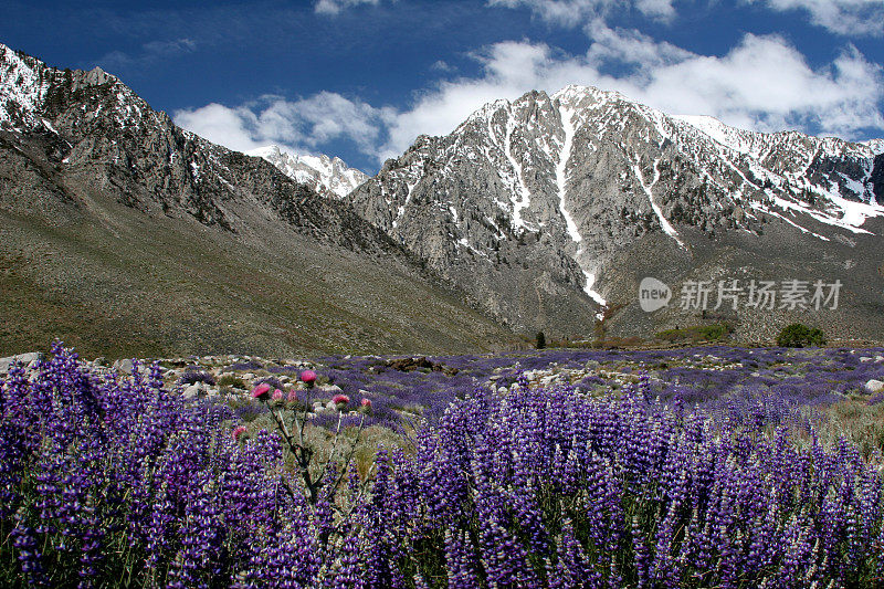 高山野花