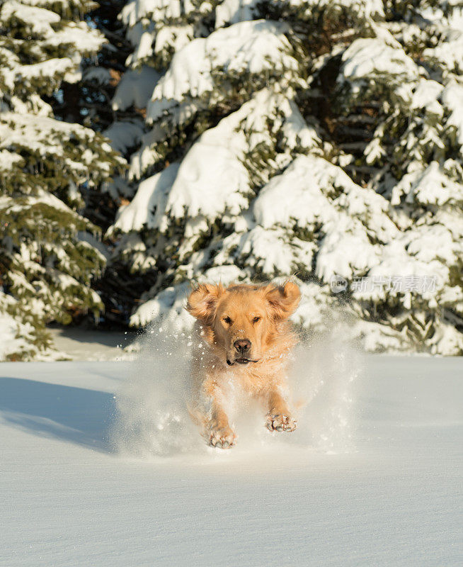 狗在深雪中奔跑