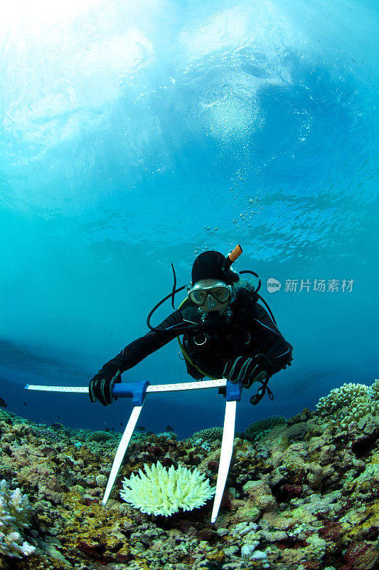 水下工作的海洋生物学家