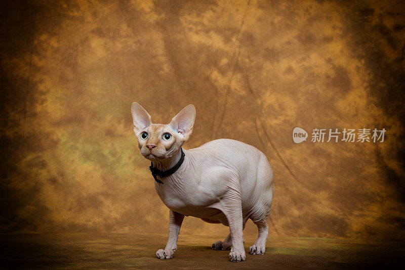 sphynx猫