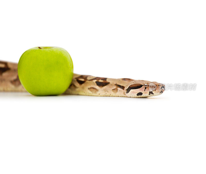 蟒蛇与青苹果隔离白色