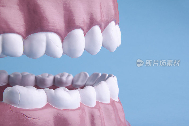牙齿模型的细节