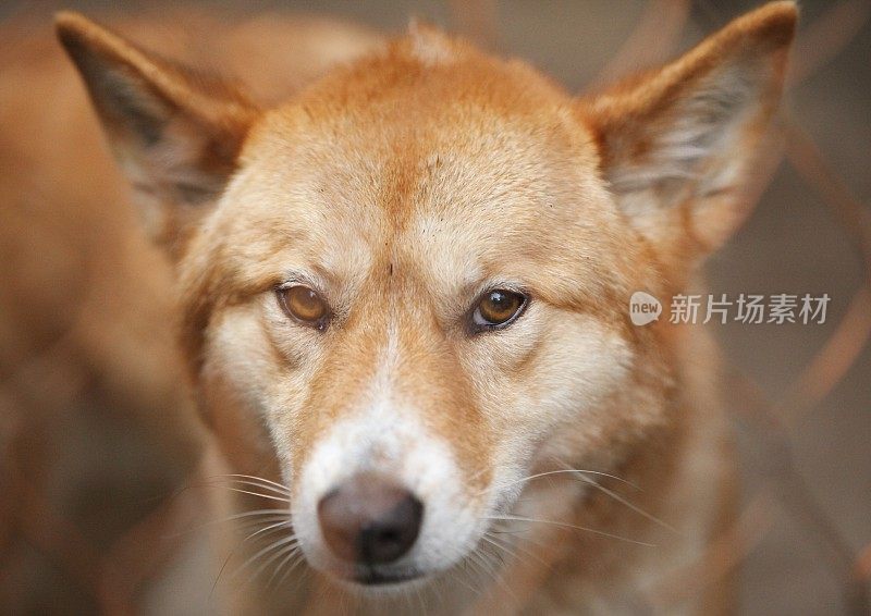 澳洲野犬