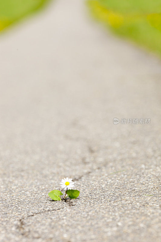 小雏菊在柏油路上奋力拼搏