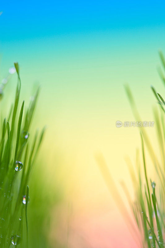 草背景与雨滴