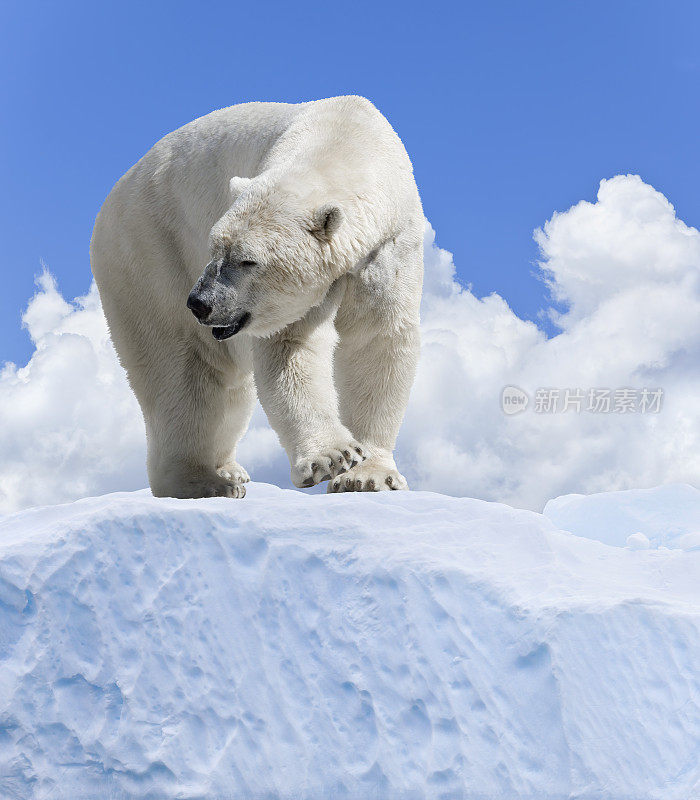 北极北极熊站在冰上