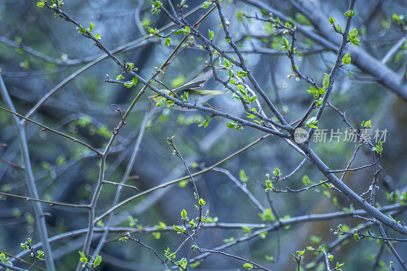 三下长出新鲜的绿叶